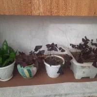 گل پروانه ،نخل مرداب ،مخملی|گل و گیاه طبیعی|سقز, |دیوار