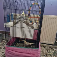 یک جفت عروس هلندی