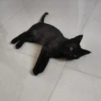 واگذاری گربه