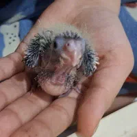 تعدادی جوجه عروس هلندی وایت فیس و طوسی سرلاکی