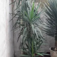 گیاه یوکا سایز بزرگ در گلدان