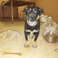 توله سگ روتوایلر ۲ ماهه