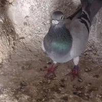 پلاکی