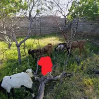 بزغاله اصیل پاکستان