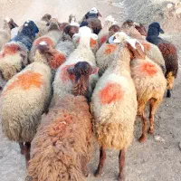 گوسفند شیشک|حیوانات مزرعه|سنندج, |دیوار