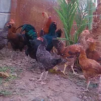 جوجه محلی|حیوانات مزرعه|جیرفت, |دیوار