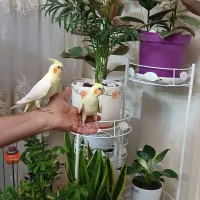 جوجه عروس هلندی لوتینو جفتی ۱/۳۰۰