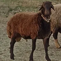 فروش میش داشتی.