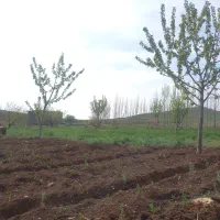 هرس درخت باغبانی