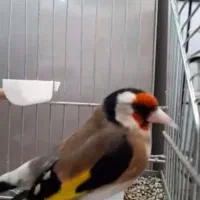 سره نر بخون