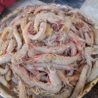 میگو دریای صیدروز