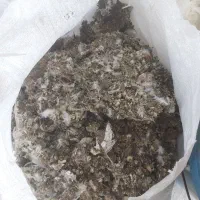 کود کفتر