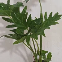 فروش انواع گل و کود های آپارتمانی|گل و گیاه طبیعی|خاش, |دیوار