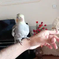 گمشده عروس هلندی سجادشهر