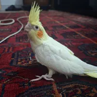 جوجه عروس هلندی