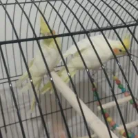 عروس هلندی