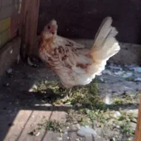 فروش مرغ وخروس|حیوانات مزرعه|رحیمآباد, |دیوار