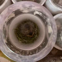 همستر|موش و خرگوش|نجف‌آباد, گلبهار|دیوار