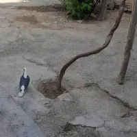 کفتر|پرنده|قوچان, |دیوار