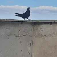 سیاه ماده کاشونی|پرنده|فولادشهر, مسکن مهر فولادشهر|دیوار