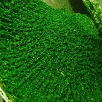 سبزی خردشده فقط48هزارتومان