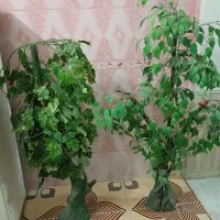درخت چه دو عدد یه کیلاس.یه انگور است