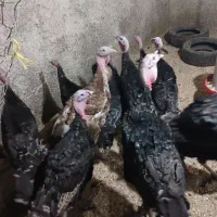 بوقلمون چهار ماهه|حیوانات مزرعه|همدان, |دیوار