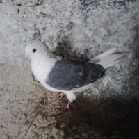 دوکت ماده بلندگرد