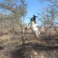 گوسفند|حیوانات مزرعه|رودبار (کرمان), |دیوار