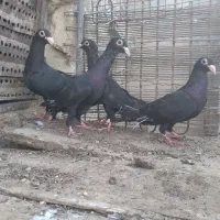 زاغ سیستانی