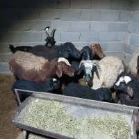 میش بره دار