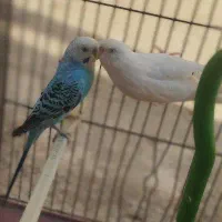 مرغ عشق|پرنده|قرچک, مهدیه|دیوار