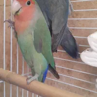 پرنده