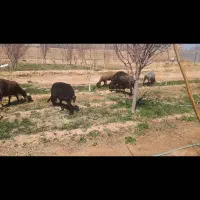 میش افشاری وبره افشاری|حیوانات مزرعه|مهریز, |دیوار