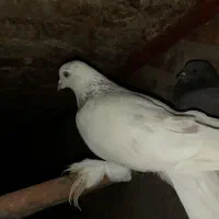 کبوتر دورگه