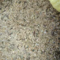 نیم دانه گندم|عمده‌فروشی|سیمین شهر, |دیوار