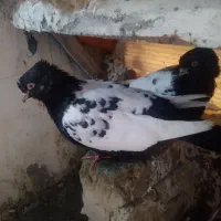 یک جفت کفتر