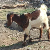 کهره نر فروشی