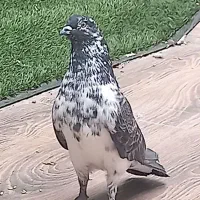 کبوتر قاره نر