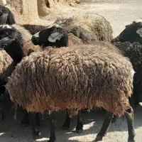 گوسفند بره دار