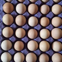 تخم مرغ نطفه دار ویاندوت سیلور