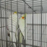 عروس مولد با جوجه سرلاکی