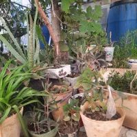 گل وگیاه|گل و گیاه طبیعی|اصفهان, کوجان|دیوار