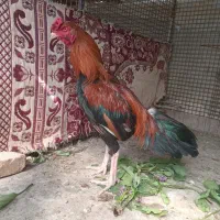 خروس اصیل فروشی