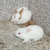 خرگوش