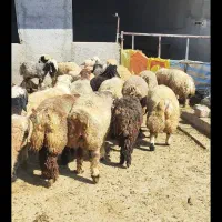 بره پروار آماده کشت