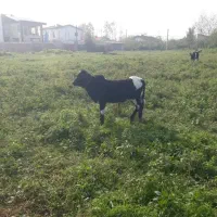 ورزا‌چالوسی