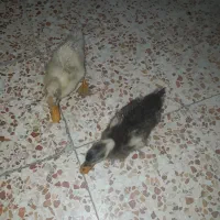 فروش فوری اردک دو ماهه