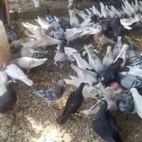 تعدادی کبوتر