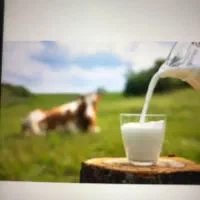 فروش شیر گوسفند و کره گاوی